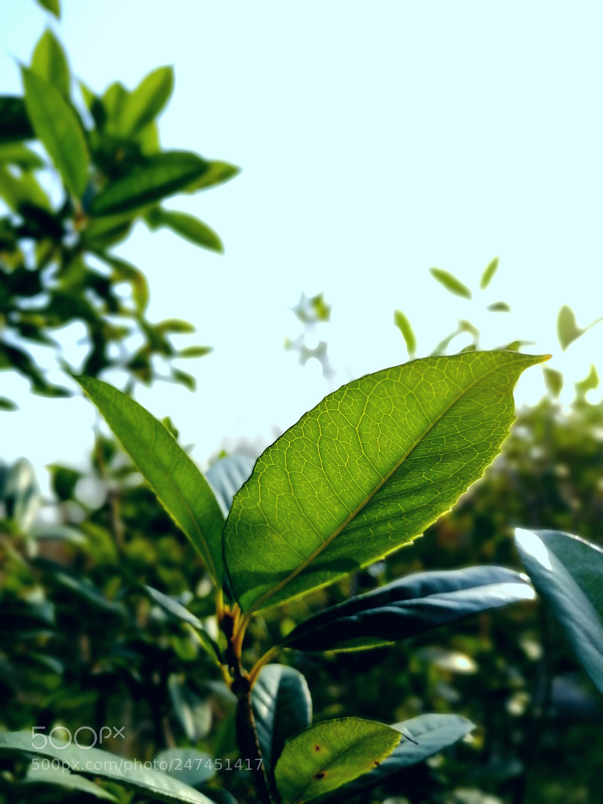 HUAWEI Honor 9 sample photo. Untitled photography