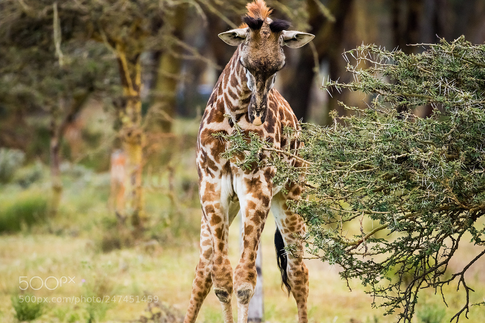 Canon EOS 7D Mark II sample photo. Baby giraffe photography