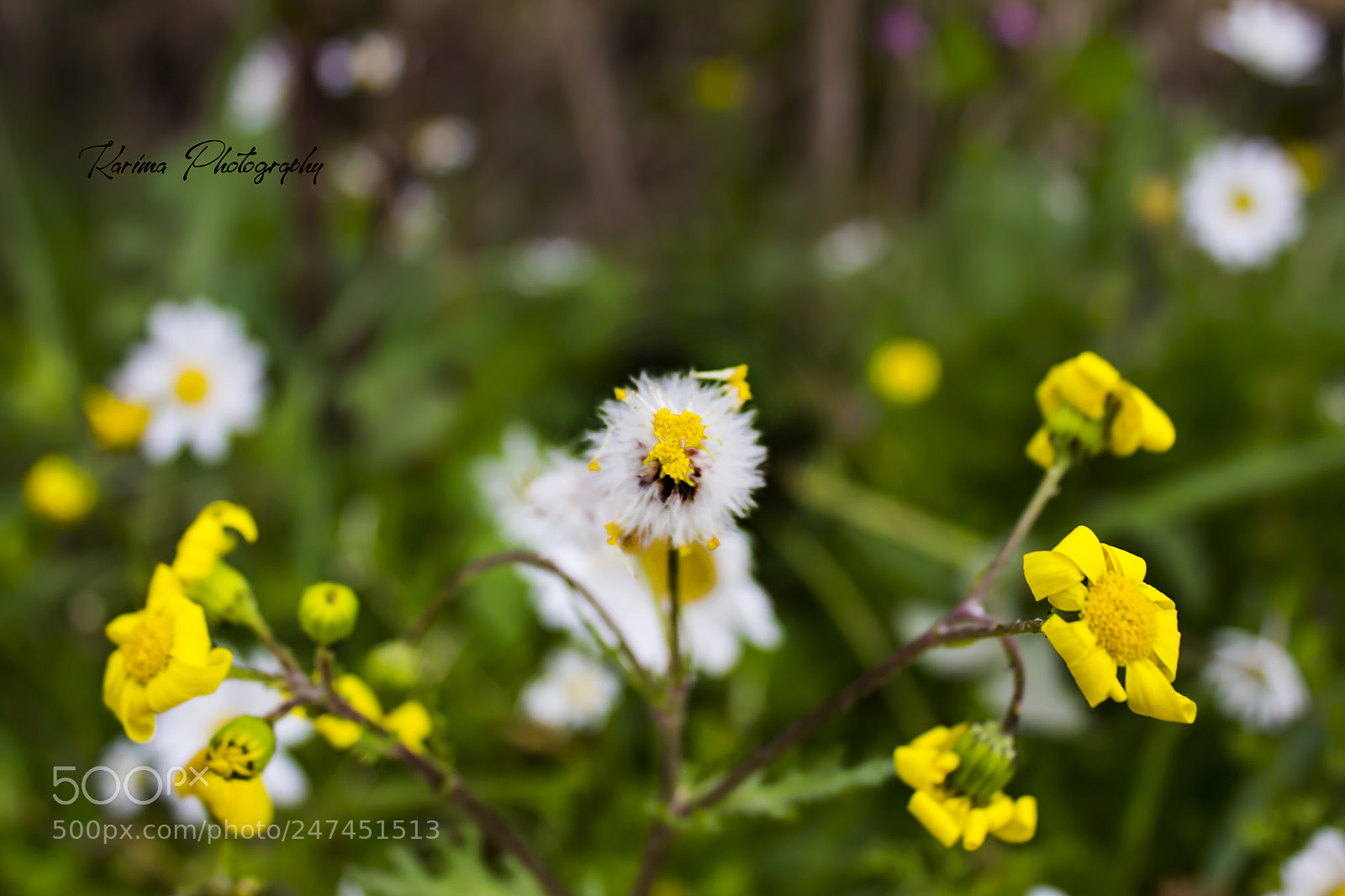 Canon EOS 700D (EOS Rebel T5i / EOS Kiss X7i) sample photo. Wish photography