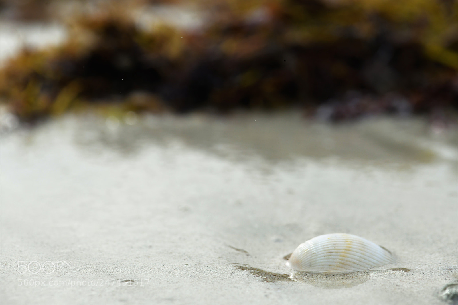 Nikon D850 sample photo. Sea shell photography
