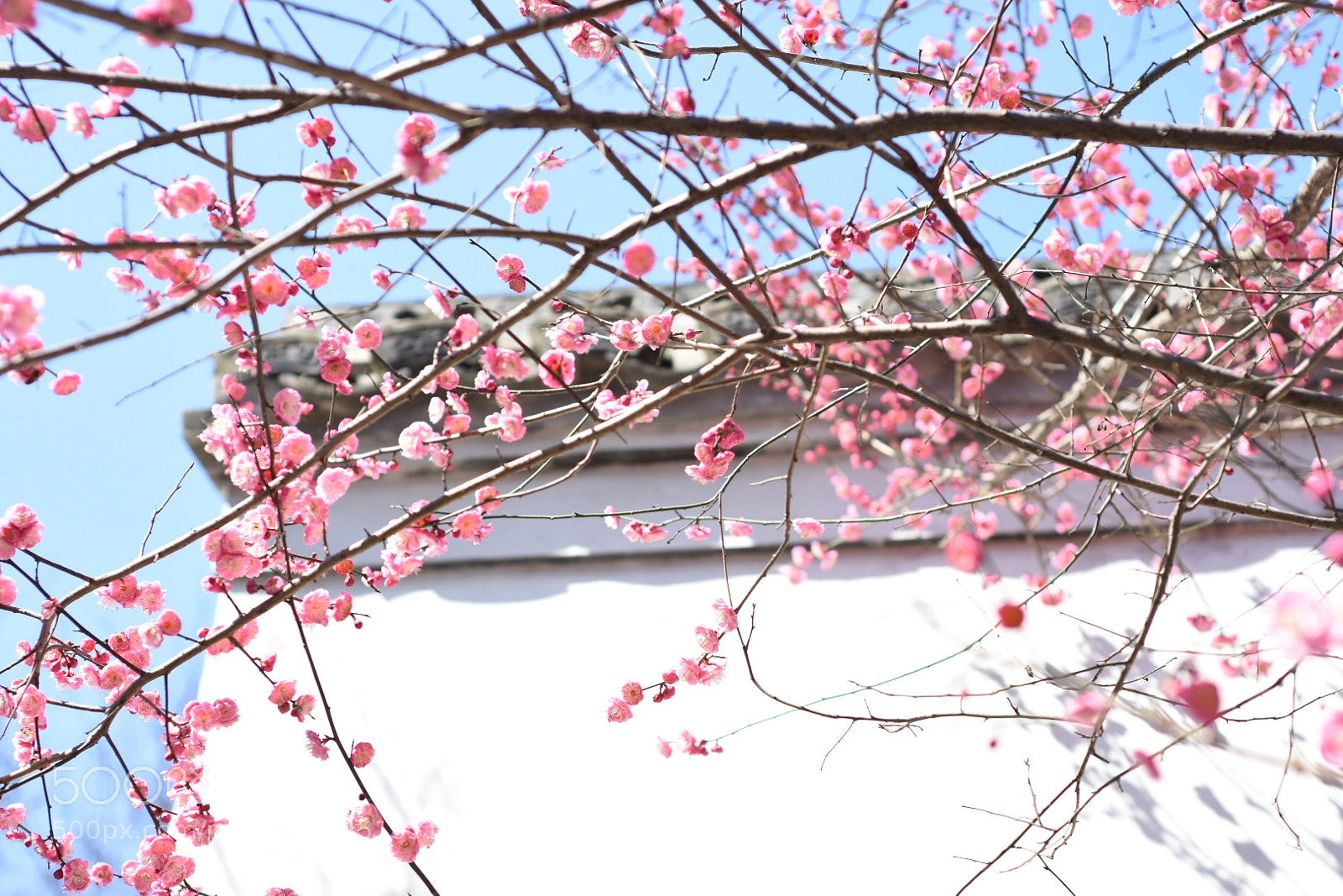 Nikon D7200 sample photo. 二月红 photography