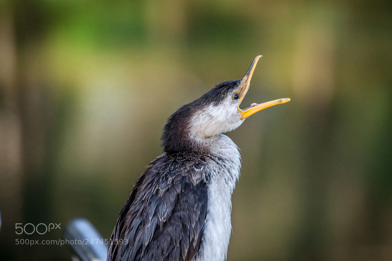 Canon EOS 500D (EOS Rebel T1i / EOS Kiss X3) sample photo. Pied cormorant photography