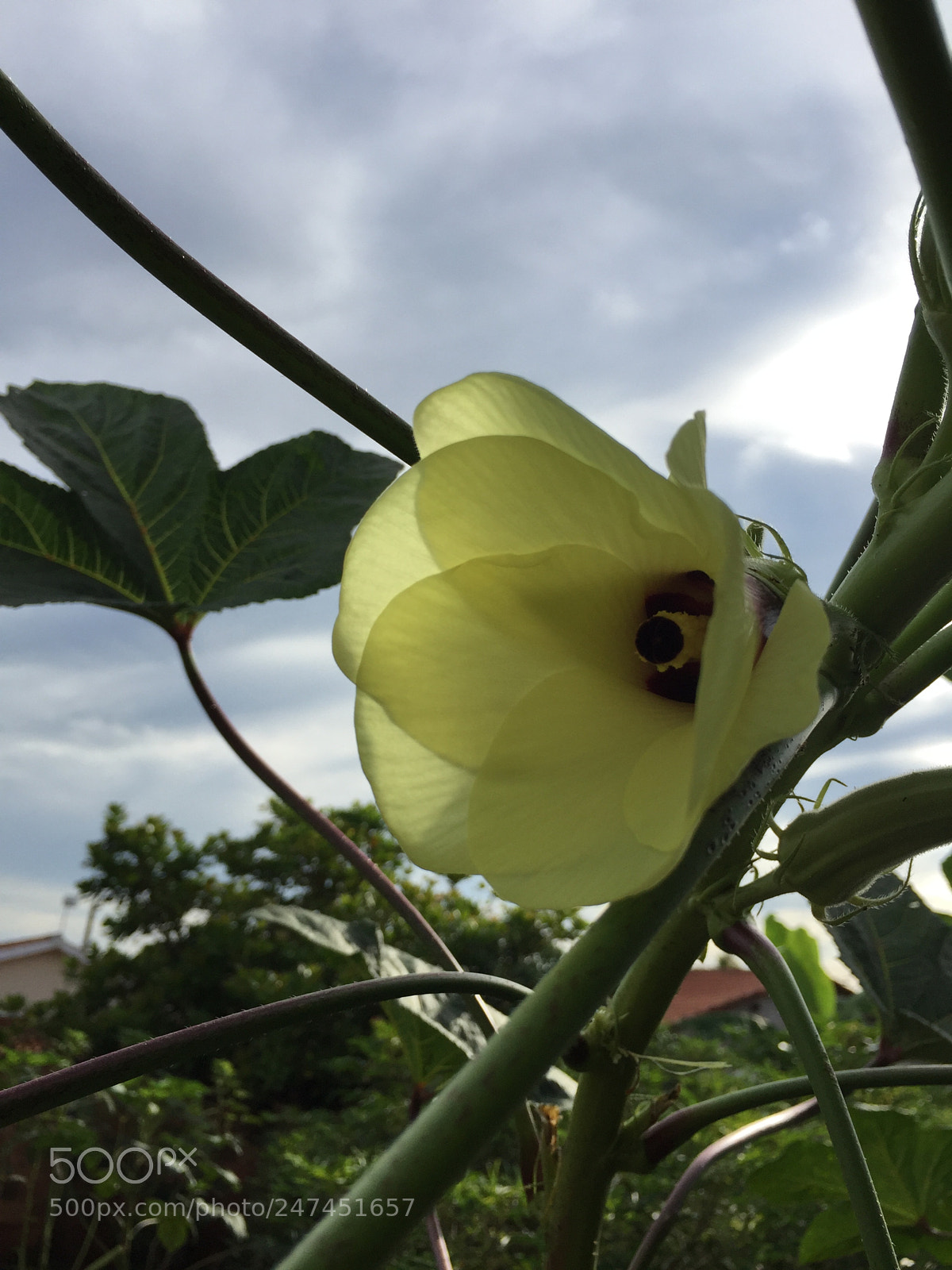 Apple iPhone 6 sample photo. Untitled photography