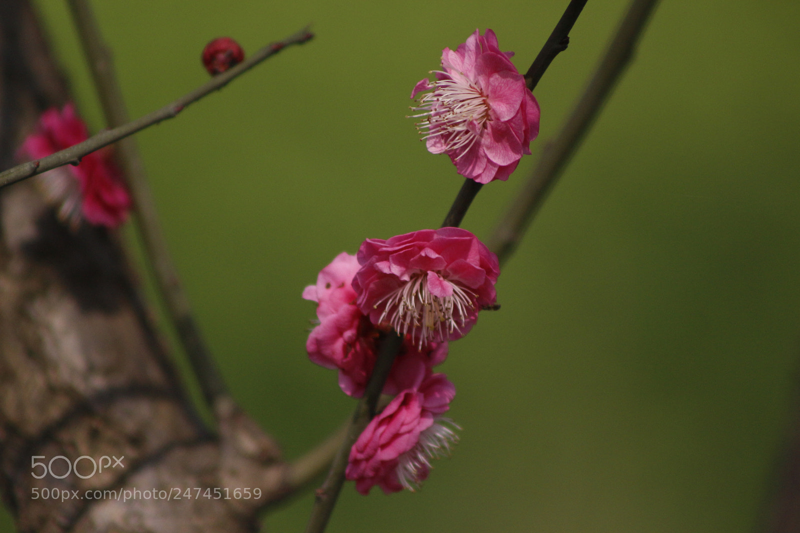 Canon EOS 700D (EOS Rebel T5i / EOS Kiss X7i) sample photo. Untitled photography