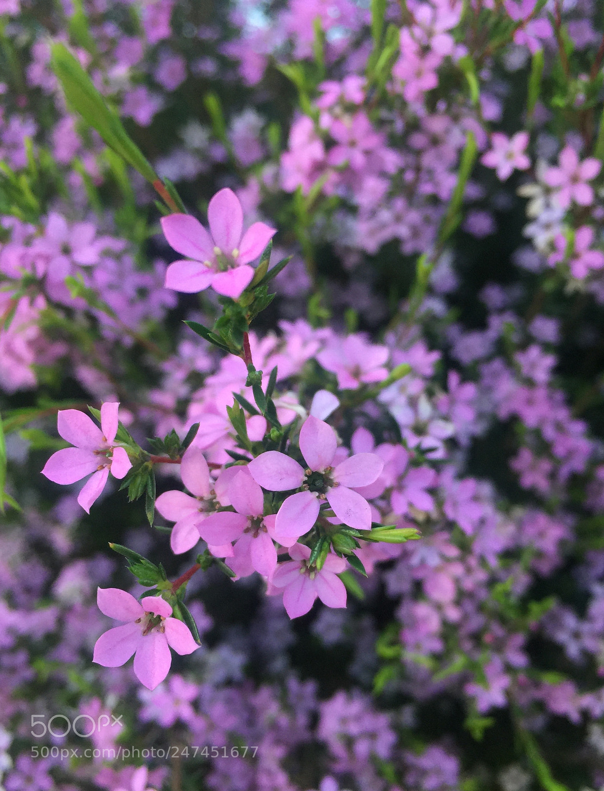 Apple iPhone 6 Plus sample photo. Pink photography