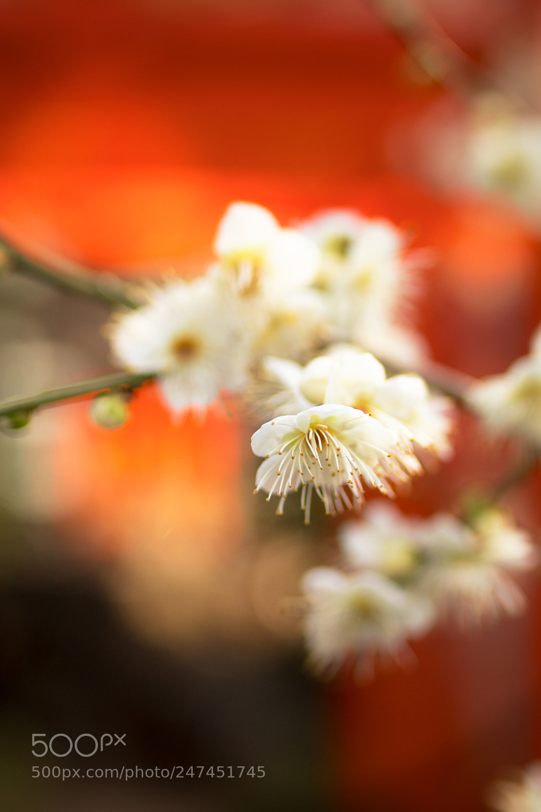 Canon EOS 80D sample photo. Spring_1358 photography