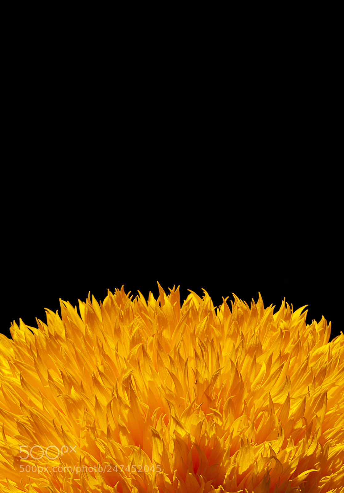 Nikon D5000 sample photo. Sunflower photography