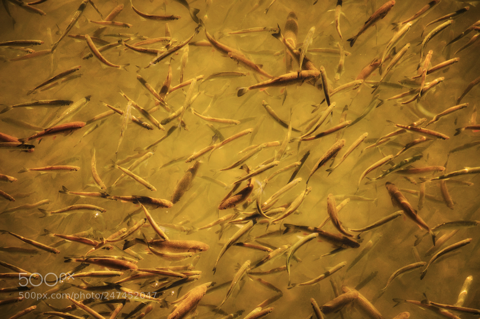 Nikon D5000 sample photo. Fish photography