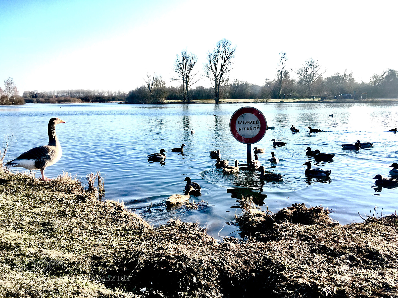 Apple iPhone SE sample photo. Ducks breaking the law photography
