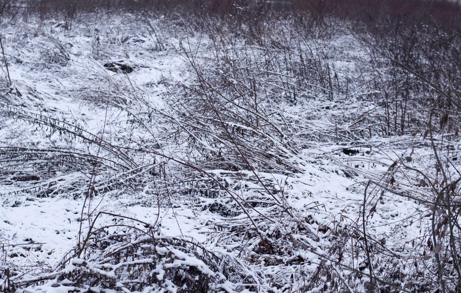 Nikon D5000 sample photo. Winter photography