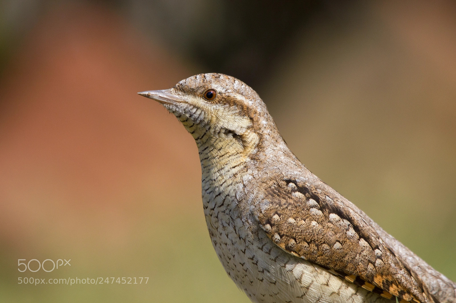 Canon EOS 550D (EOS Rebel T2i / EOS Kiss X4) sample photo. Eurasian wryneck photography