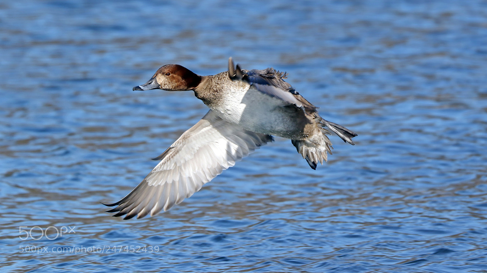Canon EOS 7D Mark II sample photo. Female redhead duck photography