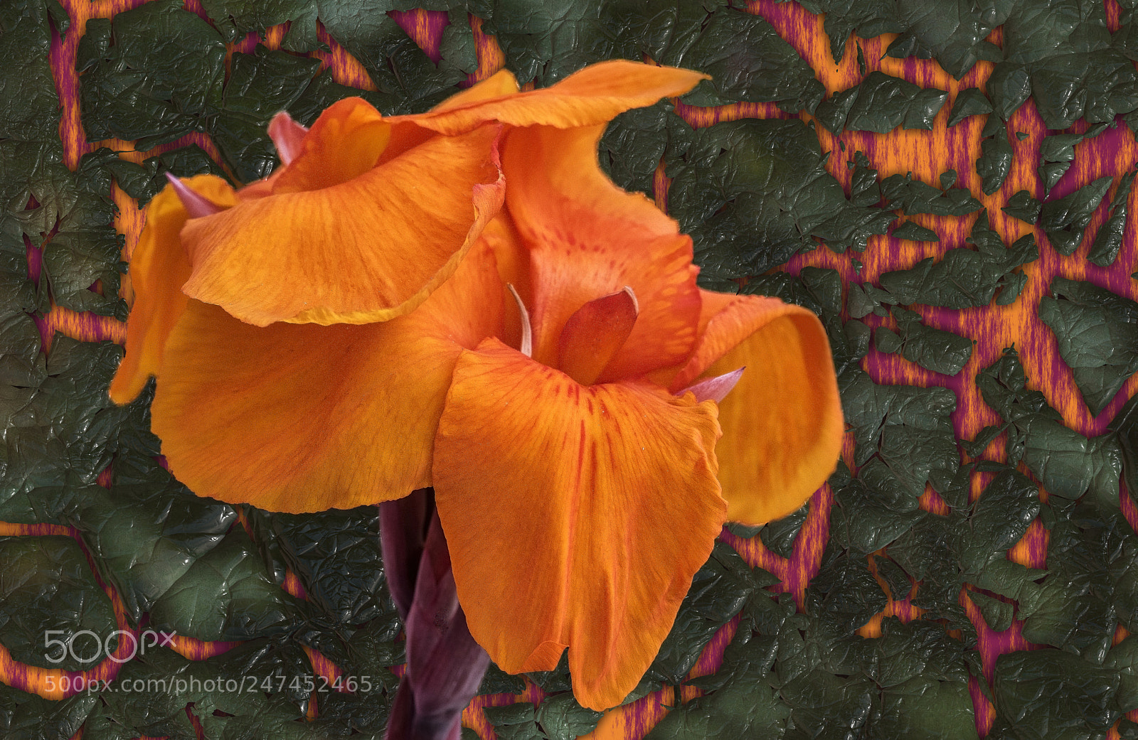 Nikon D810 sample photo. Canna indica ... photography