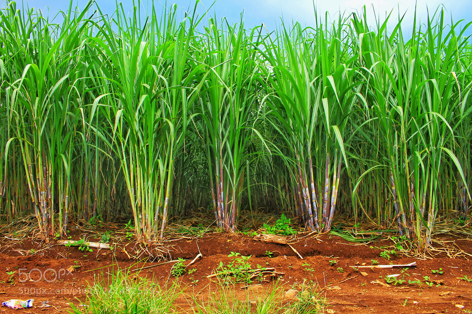 Canon EOS 7D sample photo. Sugarcane plantation photography
