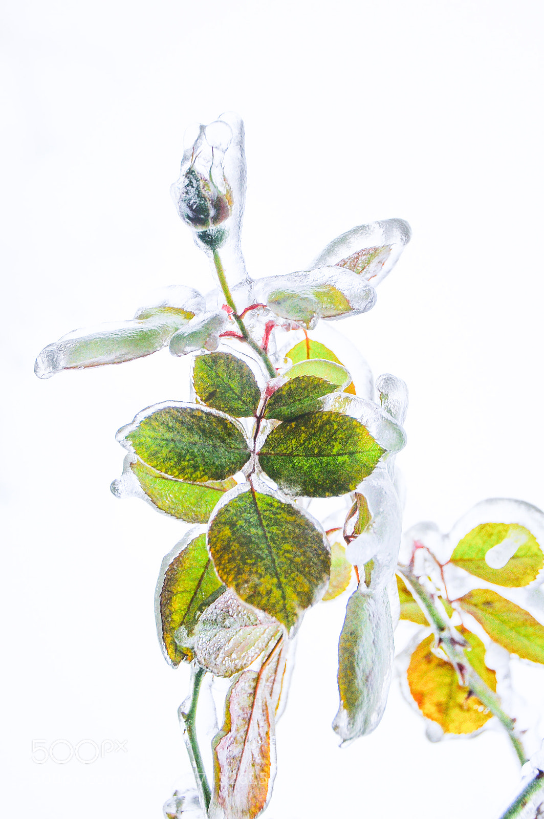 Nikon D300S sample photo. Eisrose photography