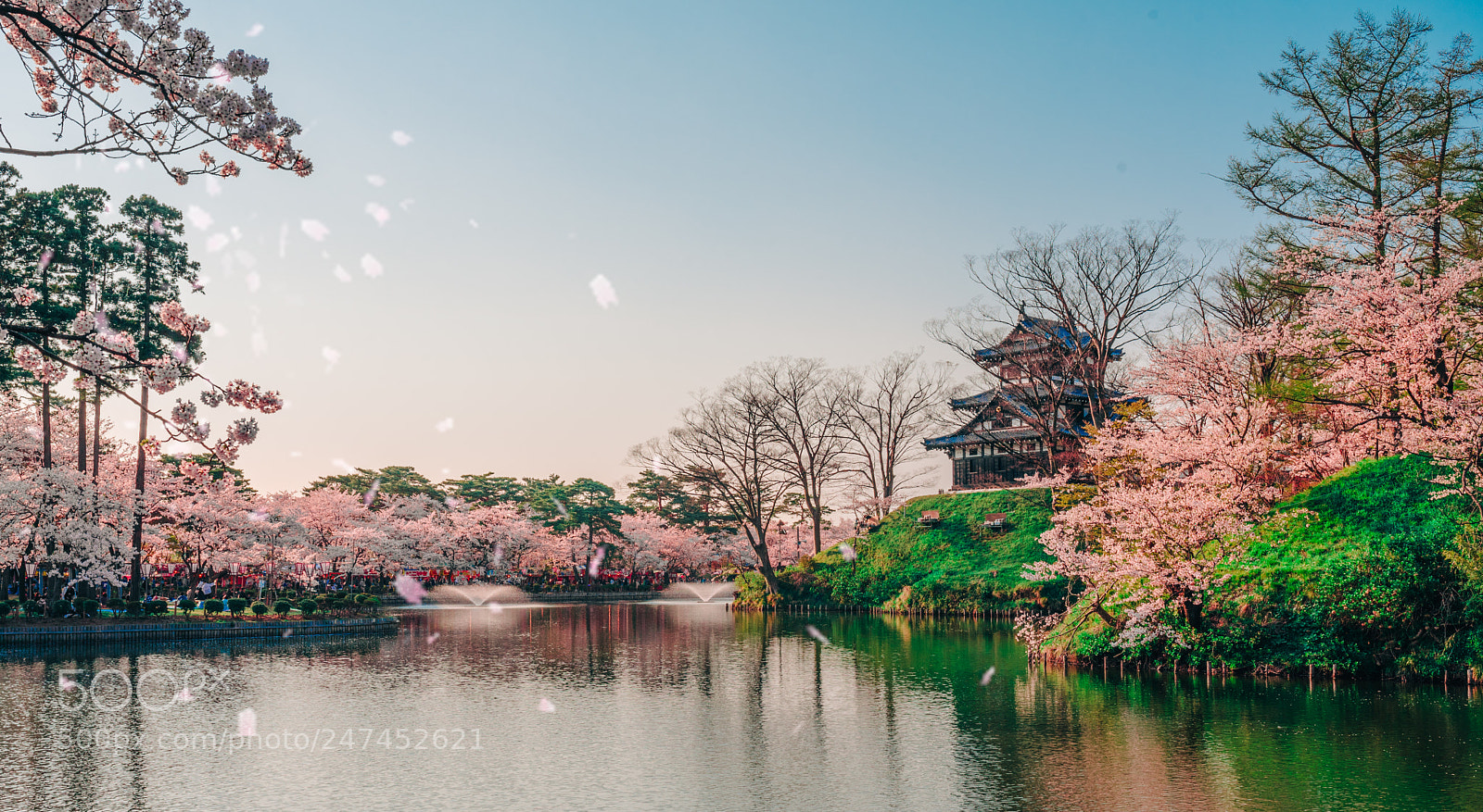 Nikon D750 sample photo. Cherry blossm photography