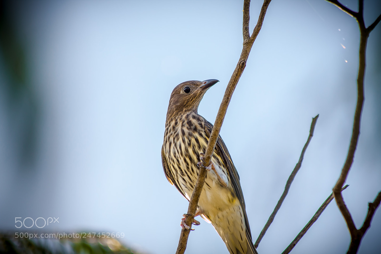 Canon EOS 500D (EOS Rebel T1i / EOS Kiss X3) sample photo. Rufous songlark photography