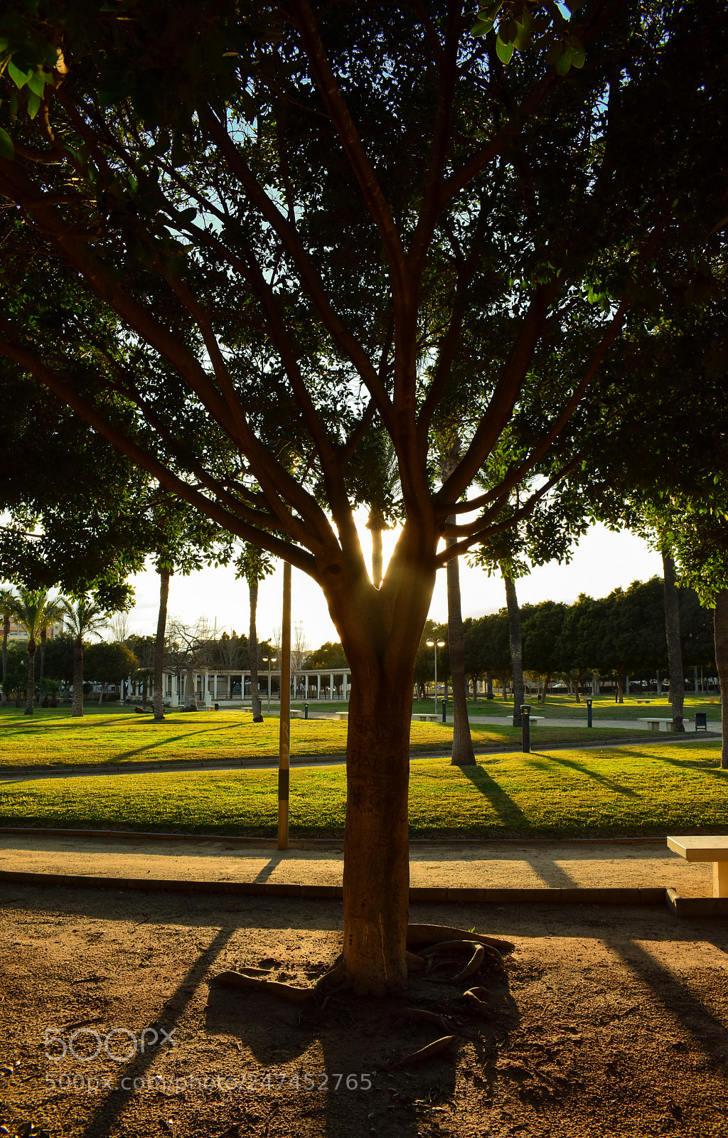 Nikon D3400 sample photo. Tree photography
