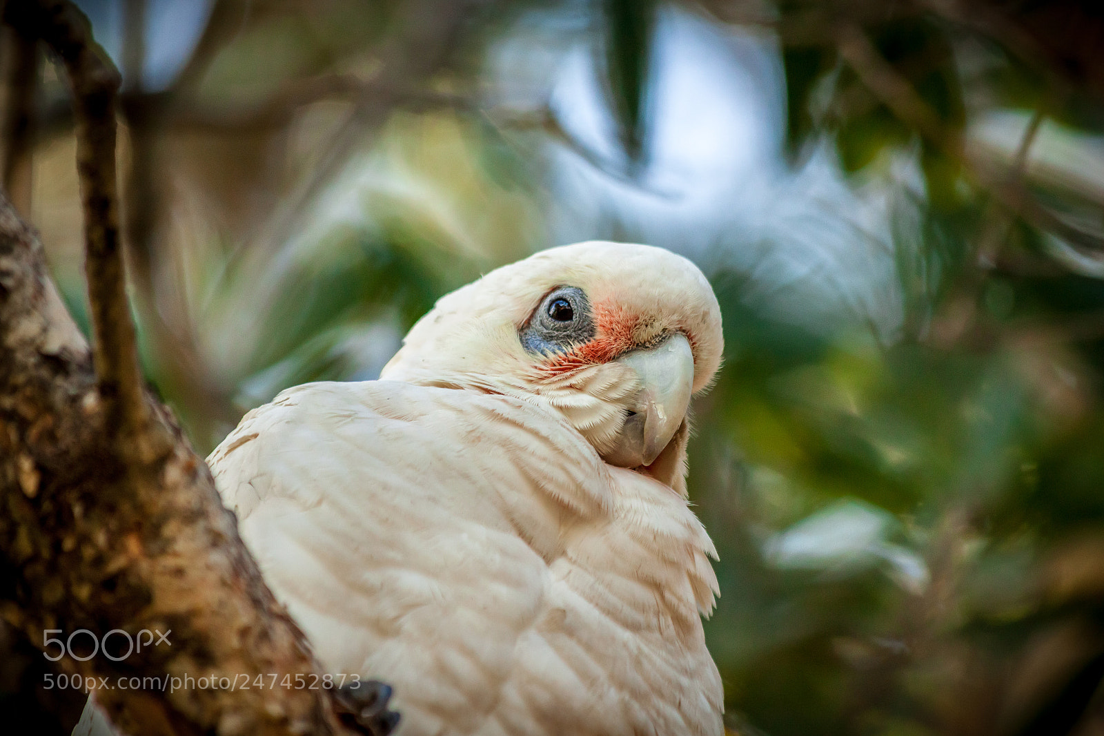 Canon EOS 500D (EOS Rebel T1i / EOS Kiss X3) sample photo. Little corella photography