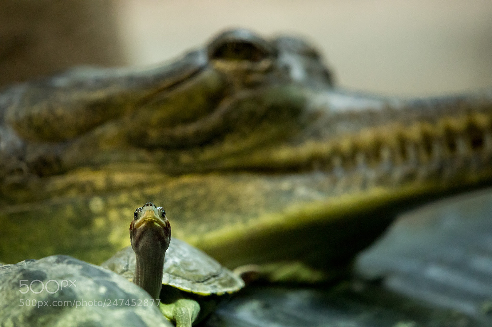 Canon EOS 6D Mark II sample photo. I see you! photography