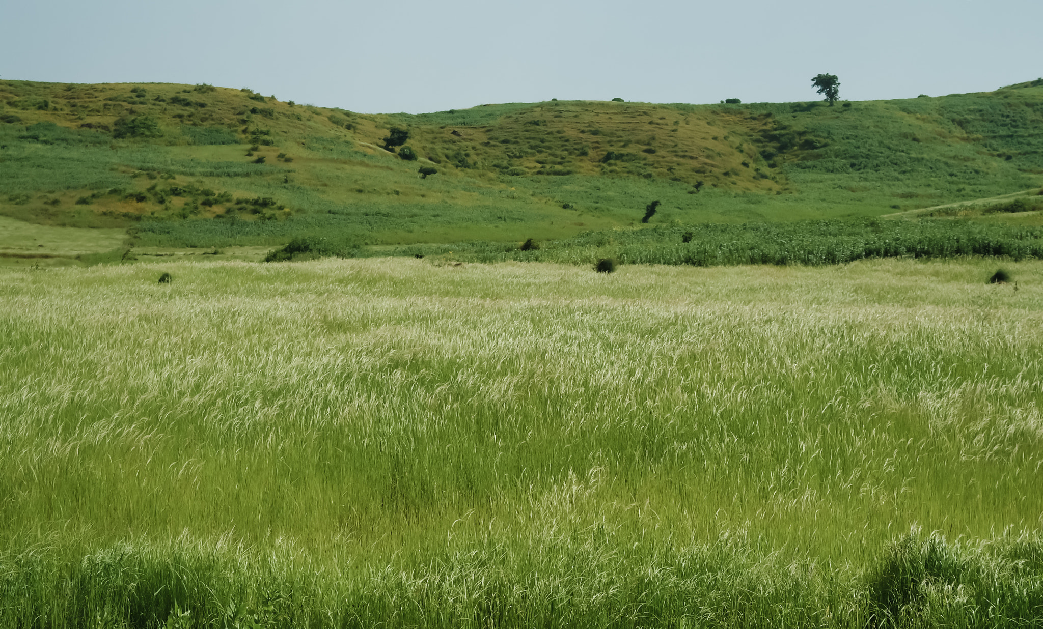 Samsung NX11 sample photo. Agriculture landscape with fields of teff at morning, ethiopia photography