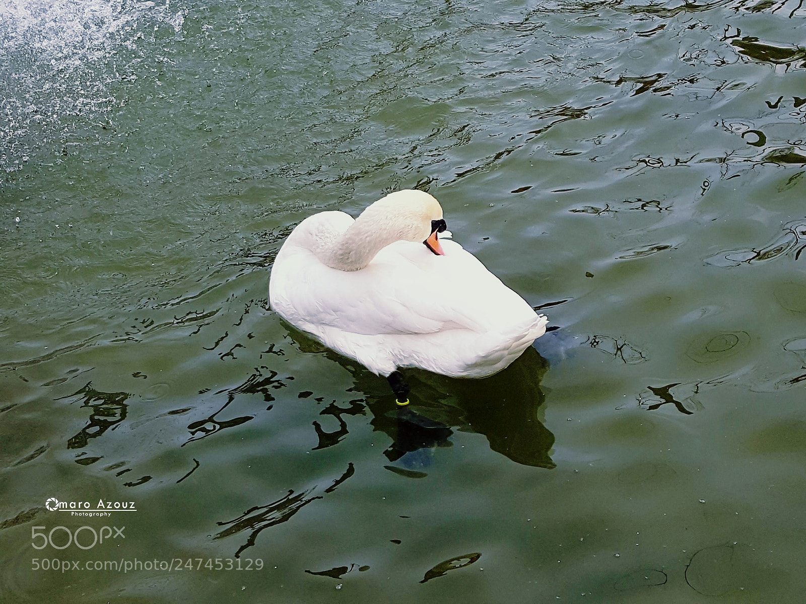 Samsung Galaxy Note5 sample photo. Swan photography