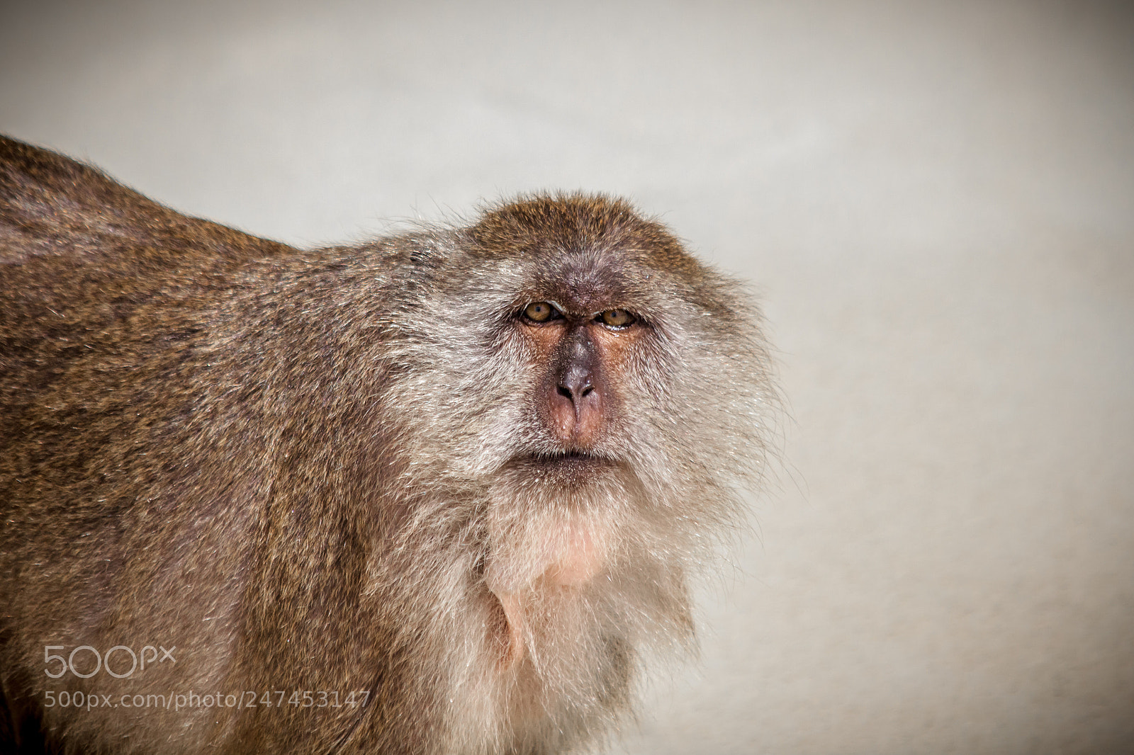 Canon EOS 500D (EOS Rebel T1i / EOS Kiss X3) sample photo. Macaca fascicularis photography