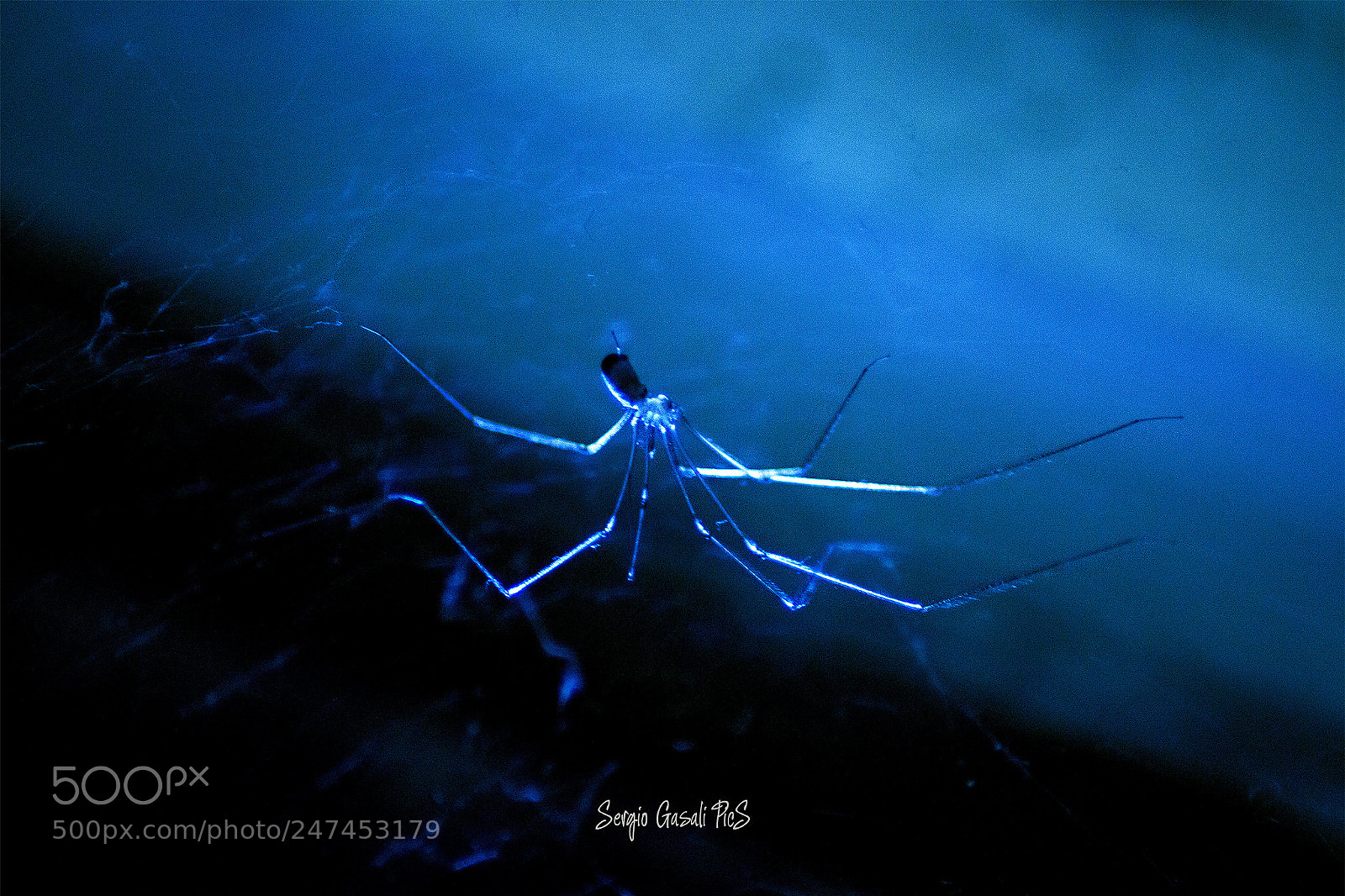 Canon EOS 600D (Rebel EOS T3i / EOS Kiss X5) sample photo. Invasive spider photography