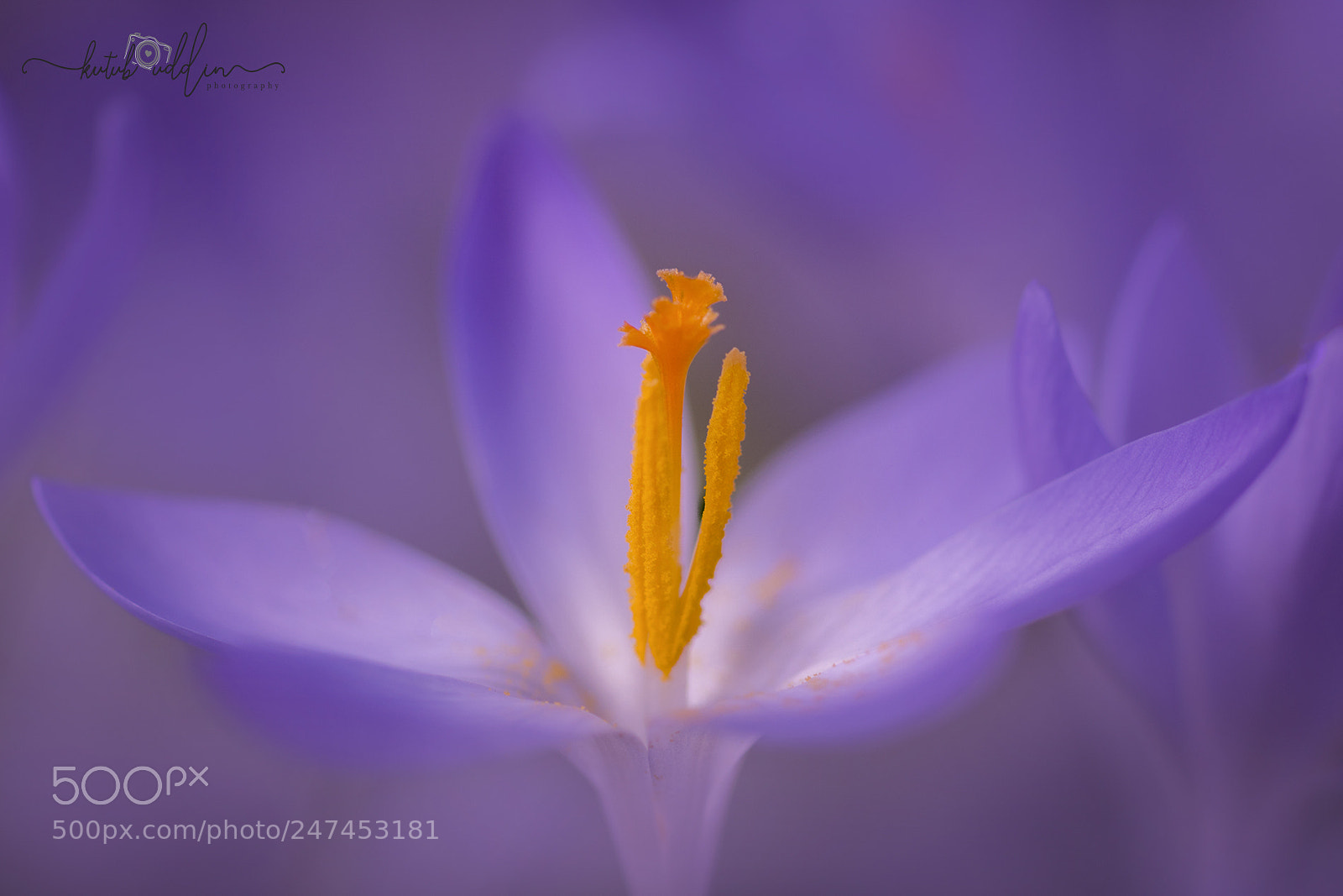 Sony ILCA-77M2 sample photo. Crocus photography