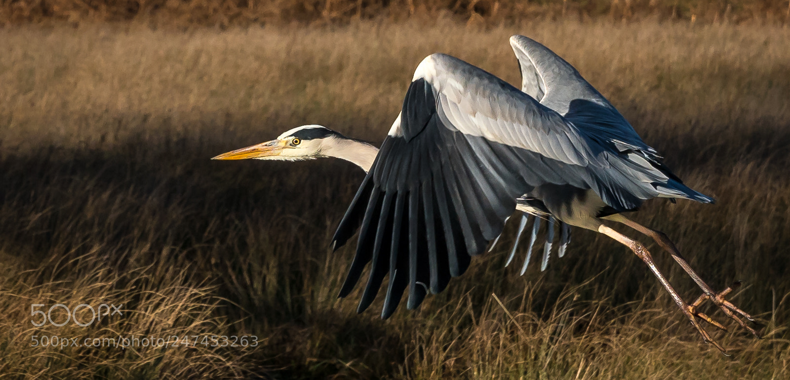 Sony a6500 sample photo. Heron in flight photography