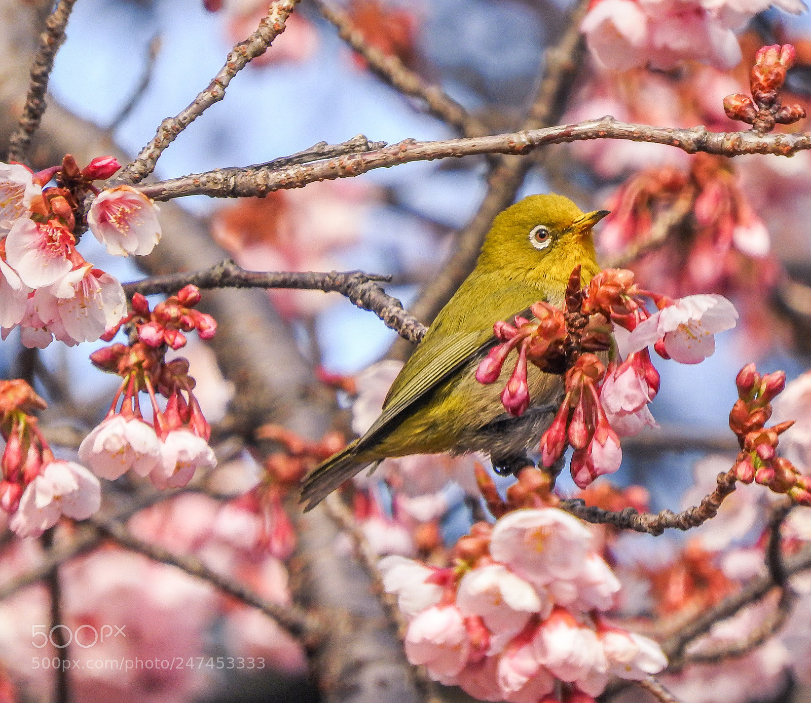 Nikon Coolpix P610 sample photo. Messenger of spring photography
