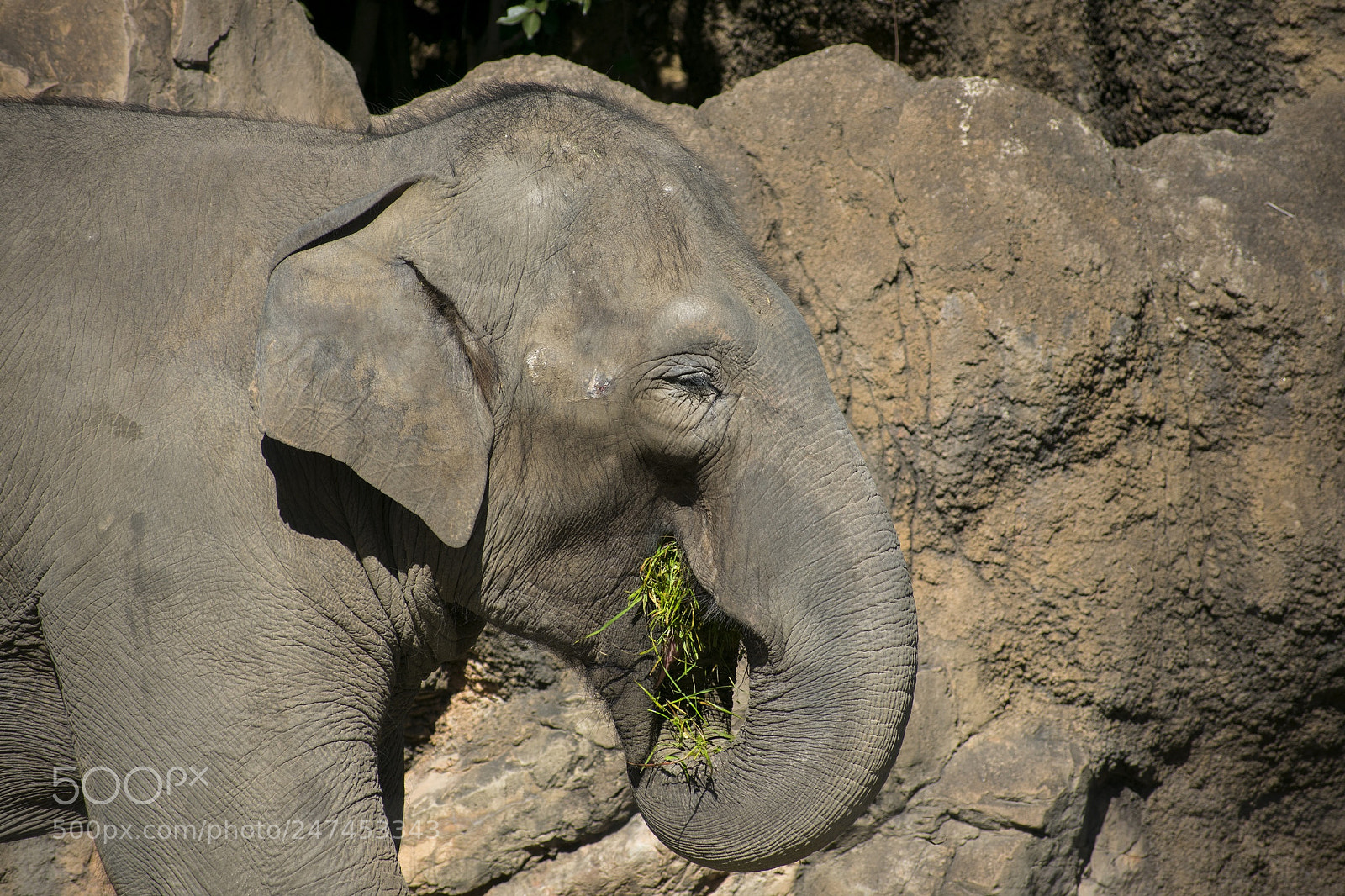 Nikon D3400 sample photo. Ueno zoo  photography