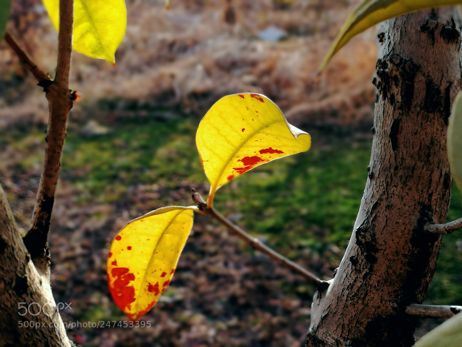 HUAWEI Honor 9 sample photo. Untitled photography