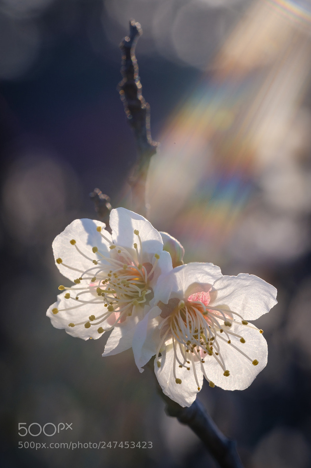 Fujifilm X-T2 sample photo. 梅 2018 / ray of light photography