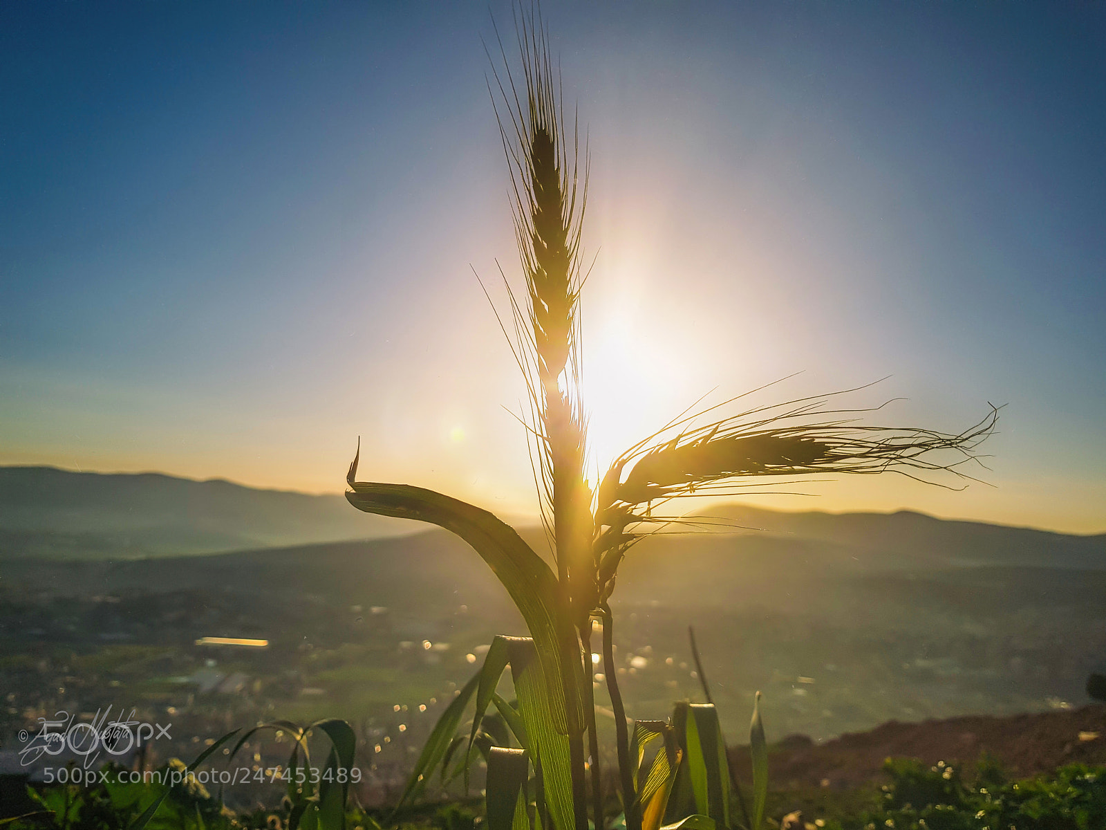 Samsung Galaxy S8 sample photo. Wheat grass and sun ! photography