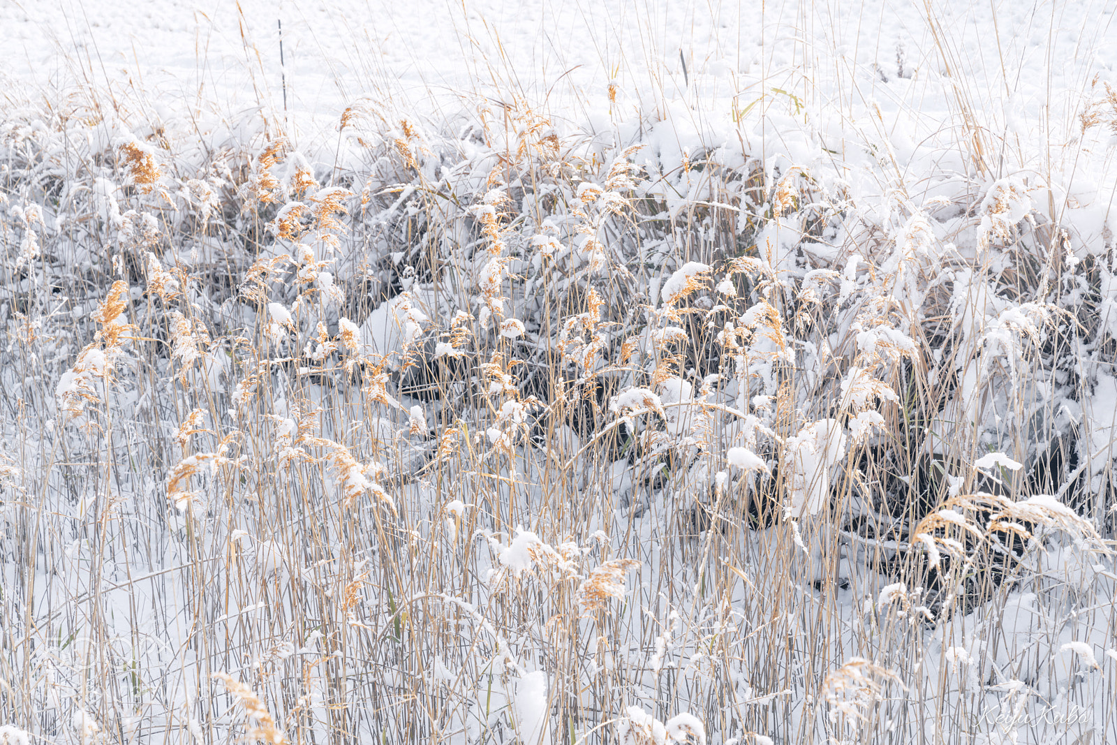 Sony a7R III sample photo. Silver grass in snow photography