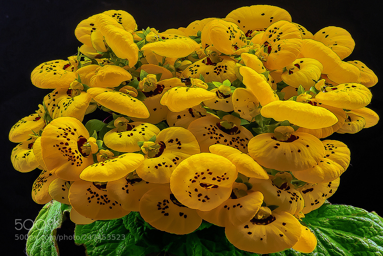 Nikon D200 sample photo. Flowers. photography