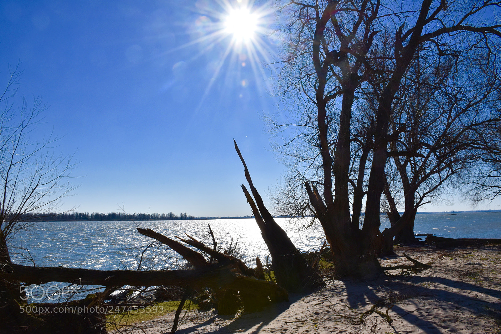 Nikon D5600 sample photo. Trees are stil growing photography