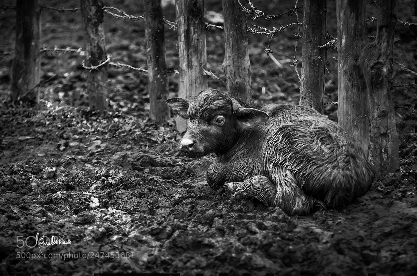 Nikon D7000 sample photo. Puppy in  bw photography