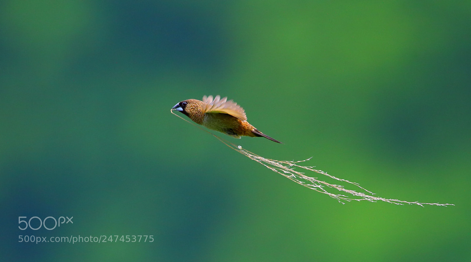 Canon EOS-1D X sample photo. Dancing ribbon in the photography