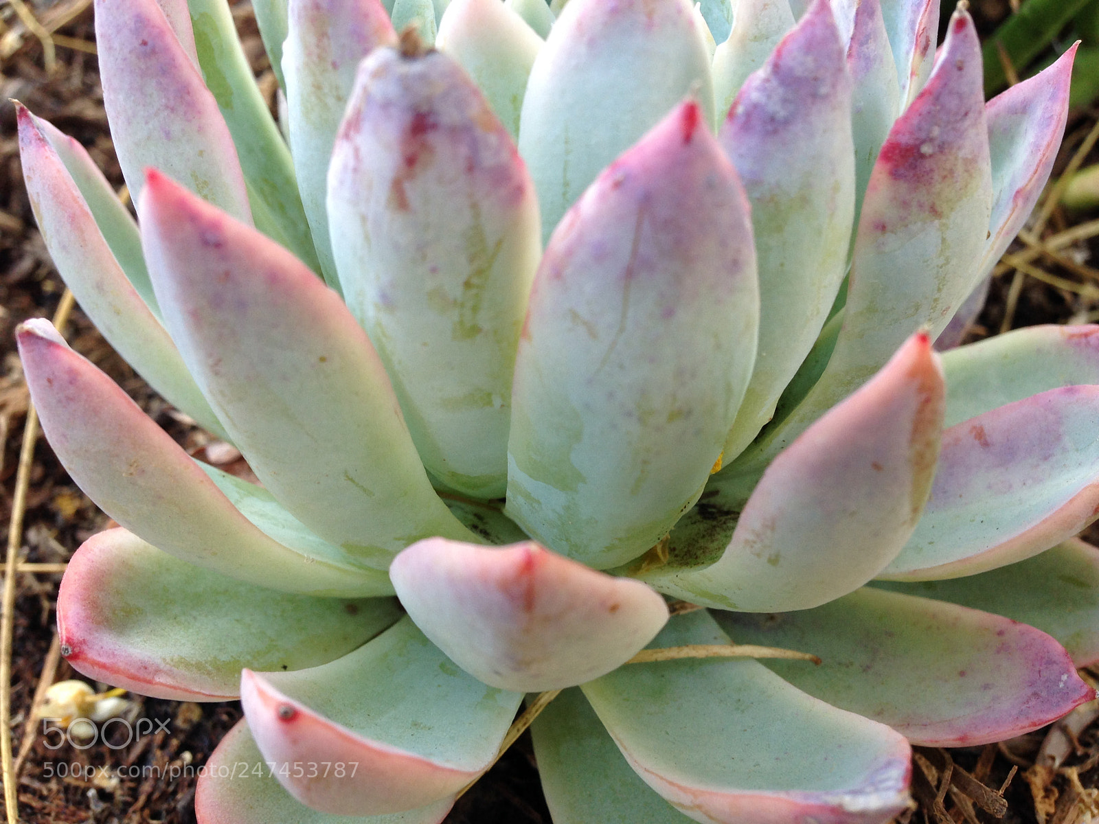 Apple iPhone 5 sample photo. Img photography