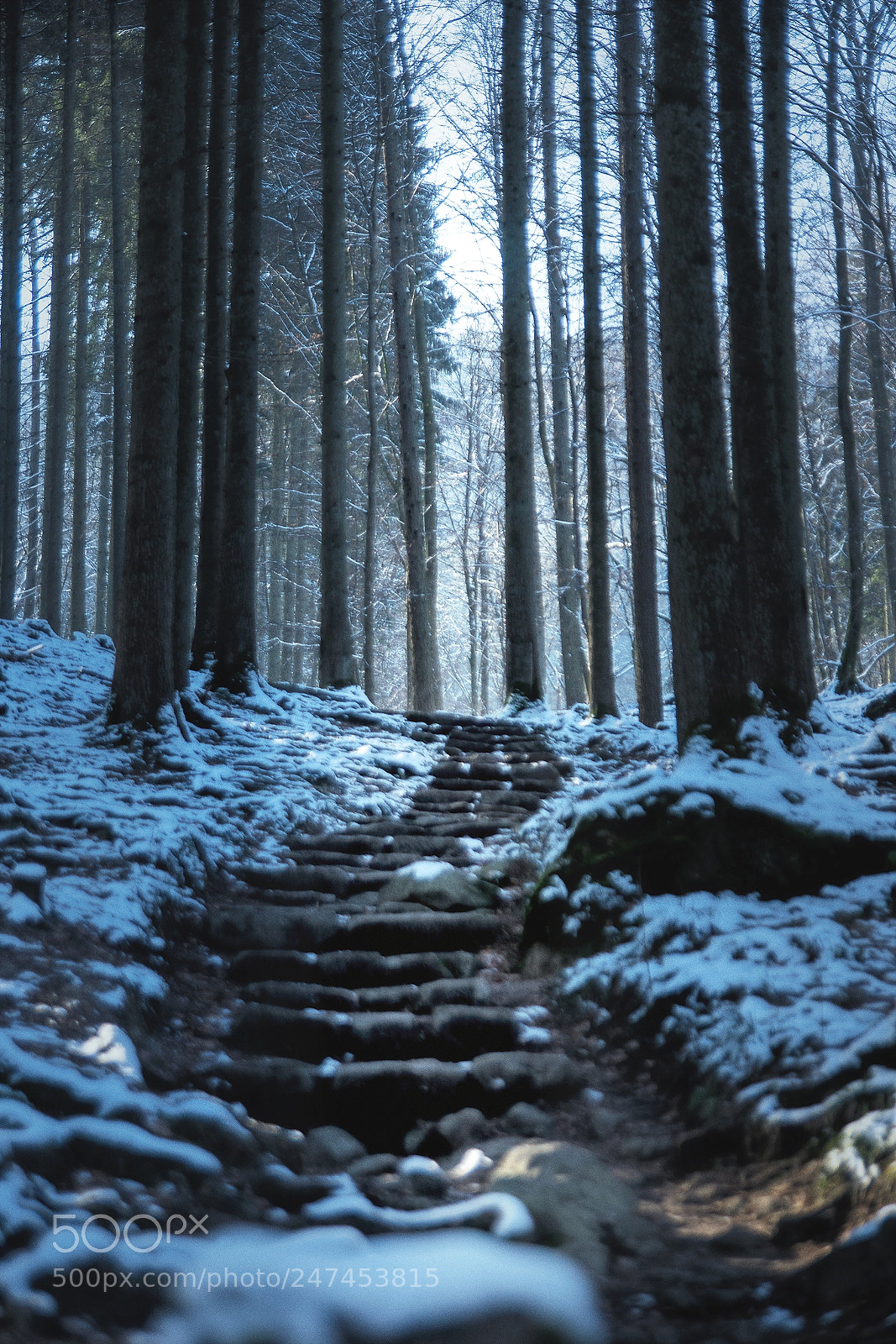 Sony ILCA-77M2 sample photo. Cold trip ii photography