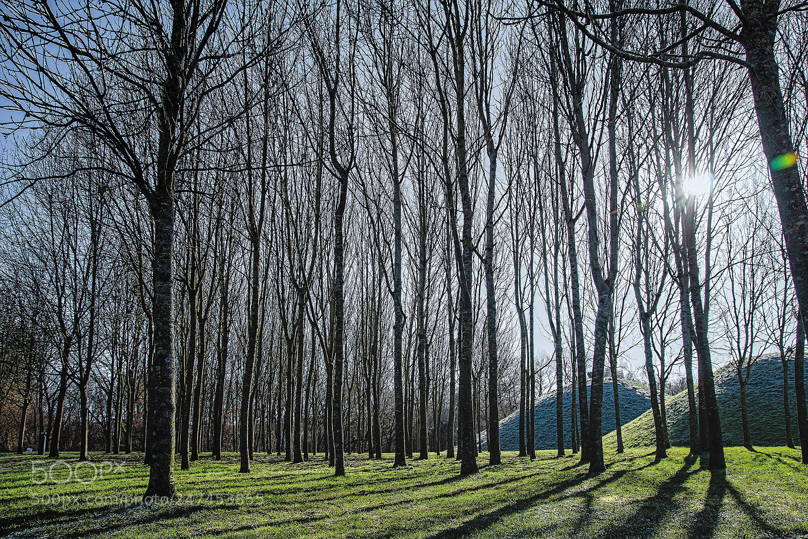 Sony ILCA-77M2 sample photo. Wintersonne photography
