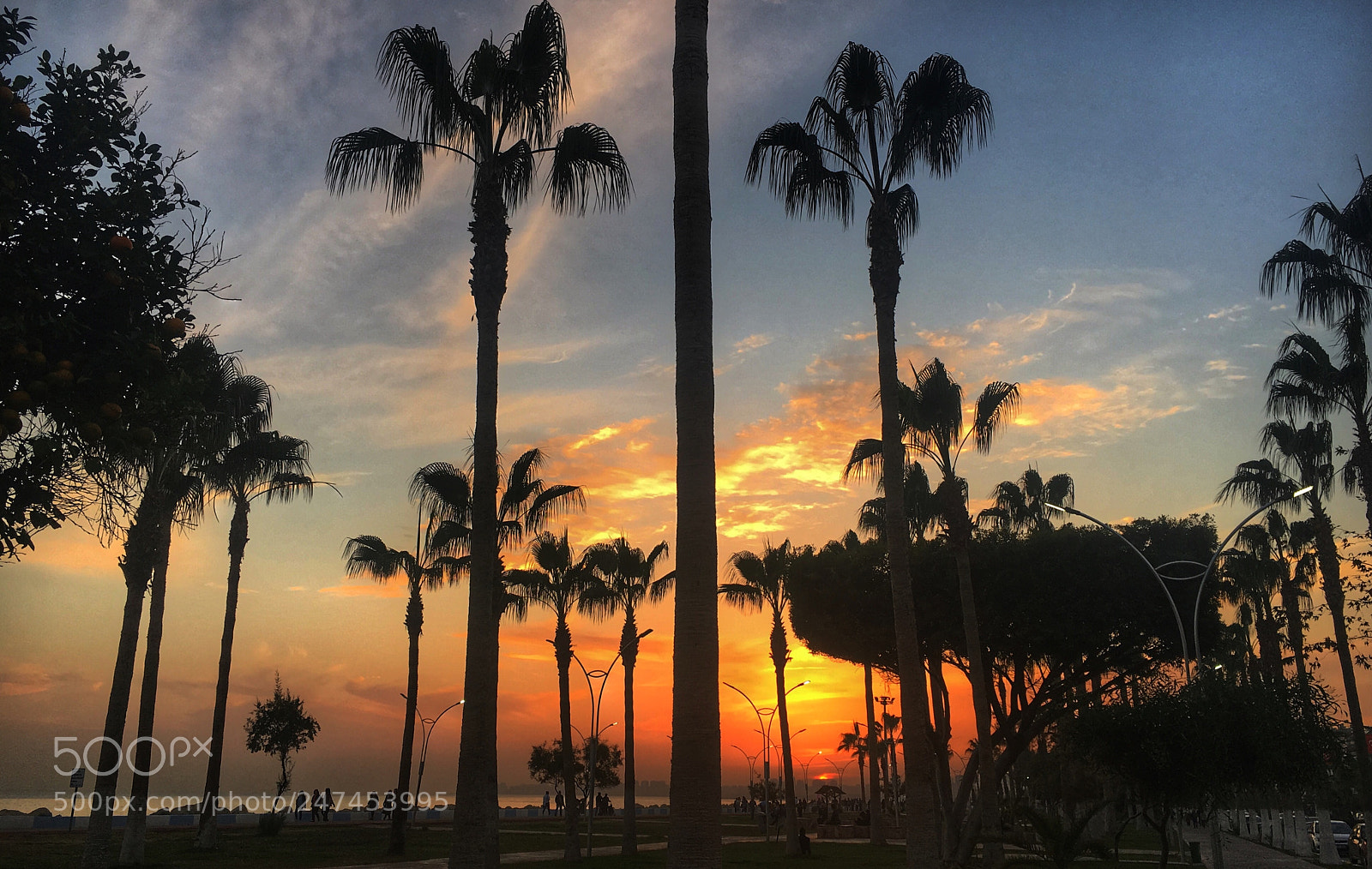 Apple iPhone 6s sample photo. Mersin “palm city” photography