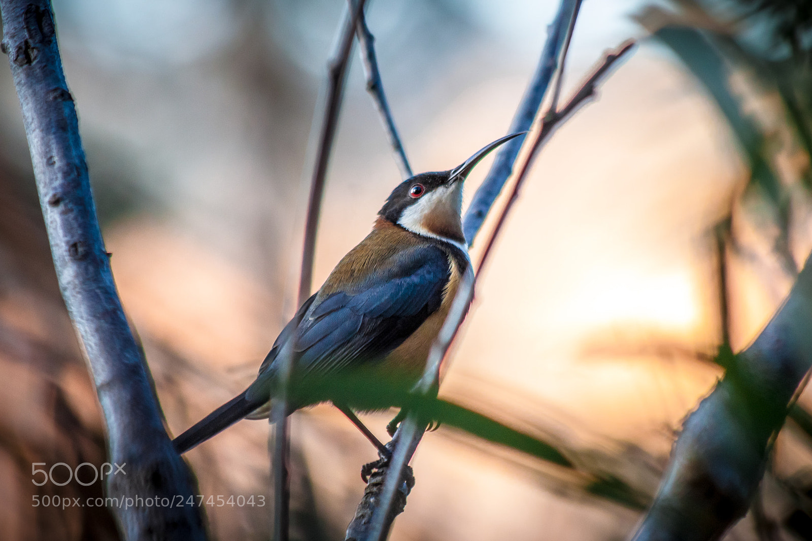 Canon EOS 500D (EOS Rebel T1i / EOS Kiss X3) sample photo. Eastern spinebill photography