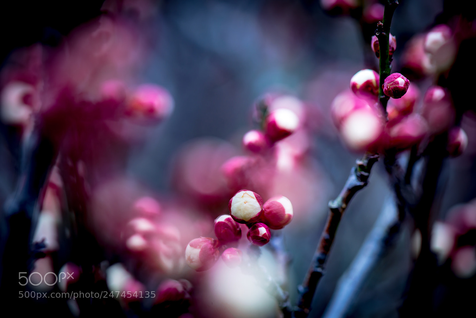 Nikon D800E sample photo. Bud of plum photography