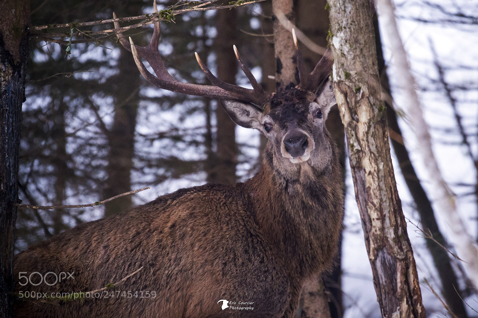 Nikon D4S sample photo. The king photography
