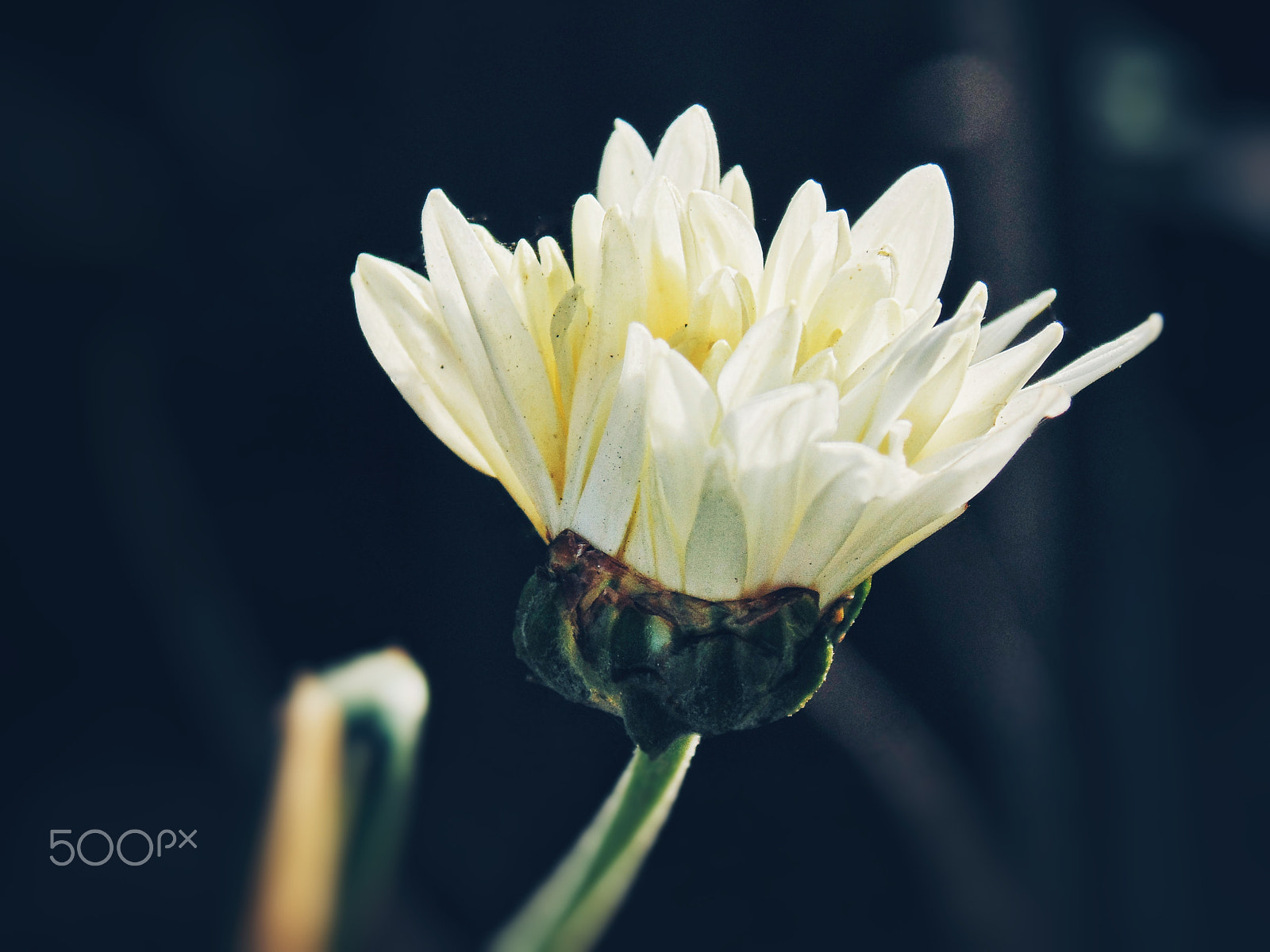 Sony Cyber-shot DSC-H200 sample photo. The white flower photography