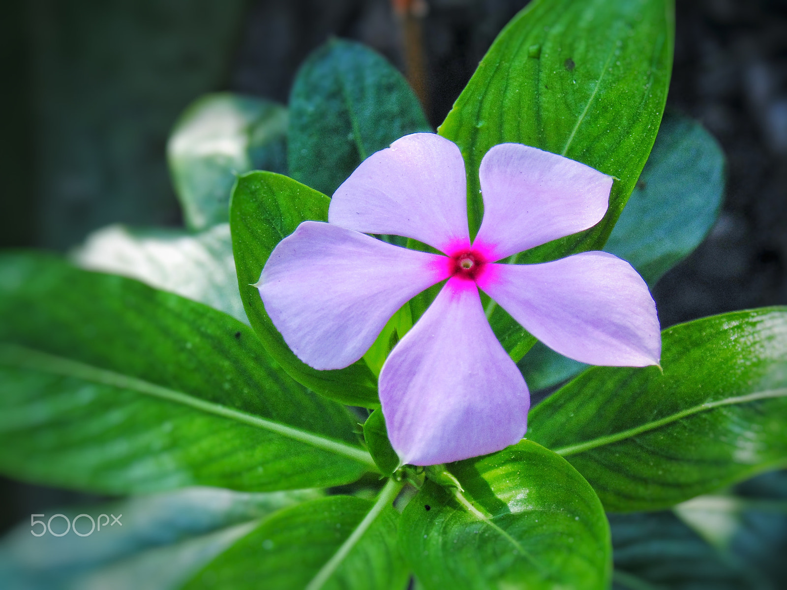 Sony Cyber-shot DSC-H200 sample photo. Pinky delight photography