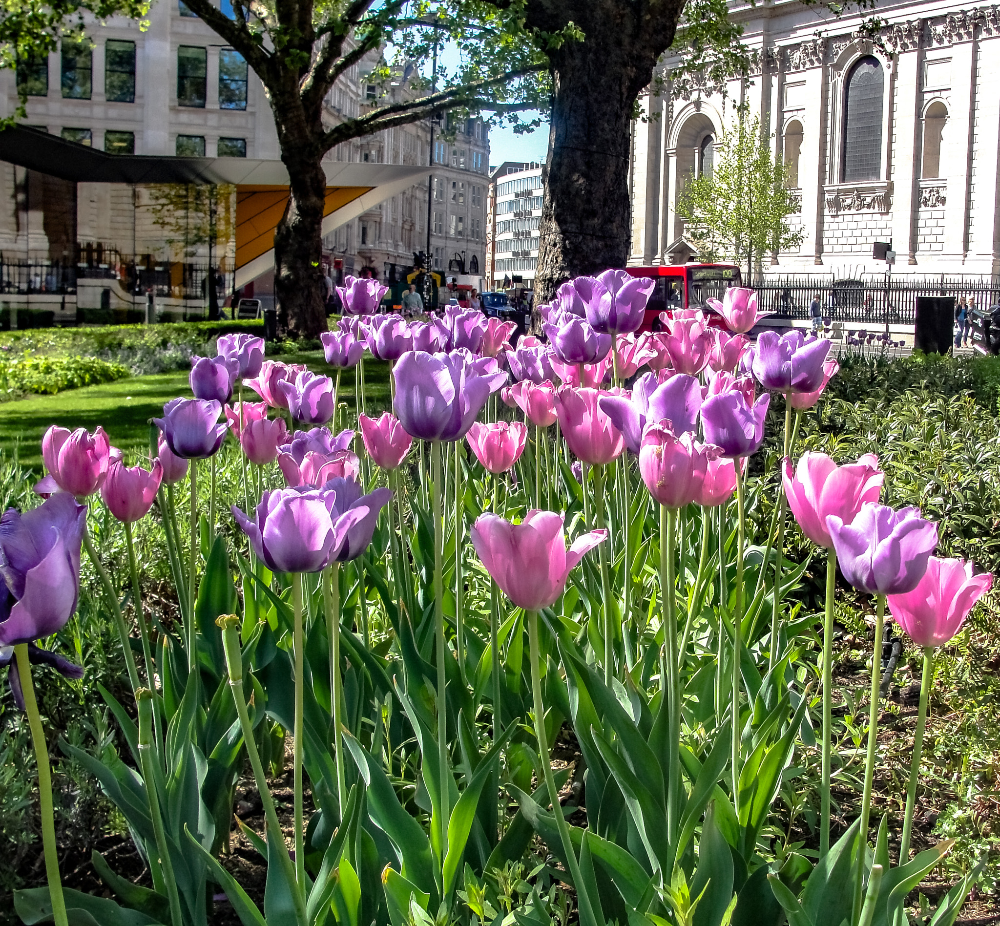 Sony Cyber-shot DSC-H20 sample photo. Tulip garden near st. paul' s cathedral, london photography